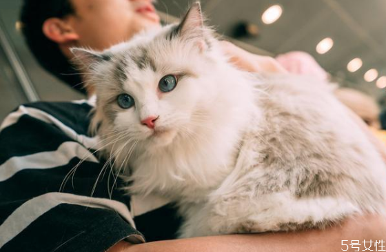 什么貓既溫順又不掉毛 掉毛嚴(yán)重的貓排行榜 什么貓既溫順又不掉毛 掉毛嚴(yán)重的貓排行榜