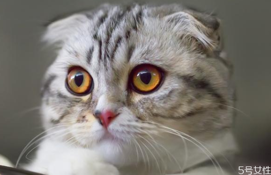 什么貓既溫順又不掉毛 掉毛嚴(yán)重的貓排行榜 什么貓既溫順又不掉毛 掉毛嚴(yán)重的貓排行榜