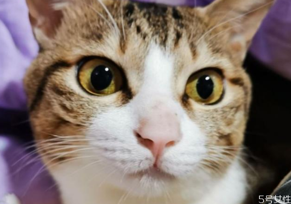 貓咪寄養(yǎng)會不會有應激反應 貓應激反應幾天能好