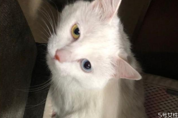 貓咪寄養(yǎng)會不會有應激反應 貓應激反應幾天能好