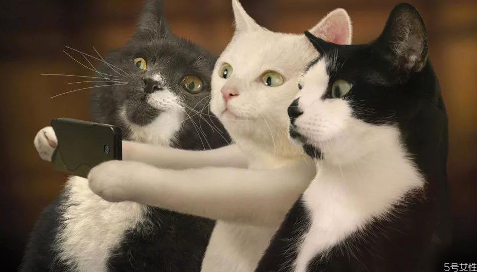 貓咪坐車一直叫怎么回事 如何讓貓安靜坐車 貓咪坐車一直叫怎么回事 如何讓貓安靜坐車