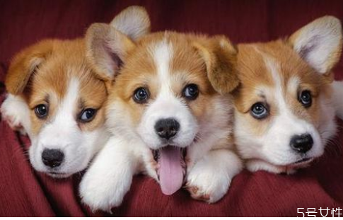 狗的壽命一般多長 狗一年相當于幾歲