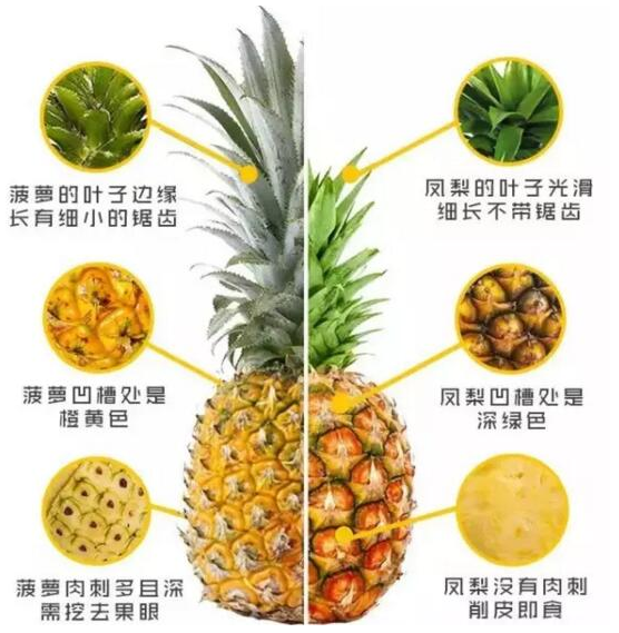菠蘿和鳳梨的區(qū)別,六個(gè)方面教你如何區(qū)分 菠蘿和鳳梨的區(qū)別,六個(gè)方面教你如何區(qū)分