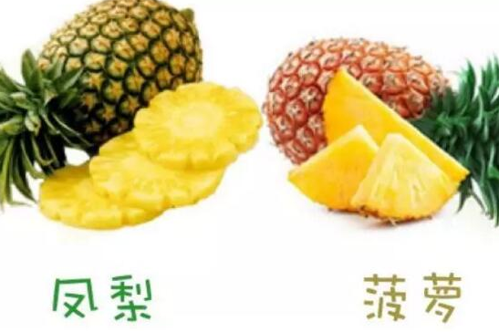 菠蘿和鳳梨的區(qū)別,六個(gè)方面教你如何區(qū)分 菠蘿和鳳梨的區(qū)別,六個(gè)方面教你如何區(qū)分