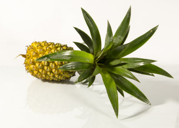 鳳梨切開后怎么保存 鳳梨切開后放冰箱可以儲(chǔ)存多長(zhǎng)時(shí)間 鳳梨切開后怎么保存 鳳梨切開后放冰箱可以儲(chǔ)存多長(zhǎng)時(shí)間