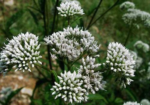 野馬追是什么中藥 野馬追是什么東西 野馬追是什么中藥 野馬追是什么東西