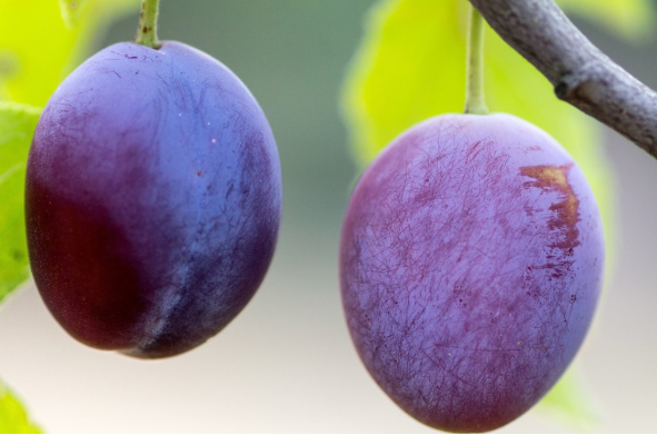 西梅水果的功效與作用 西梅水果的營養(yǎng)價(jià)值