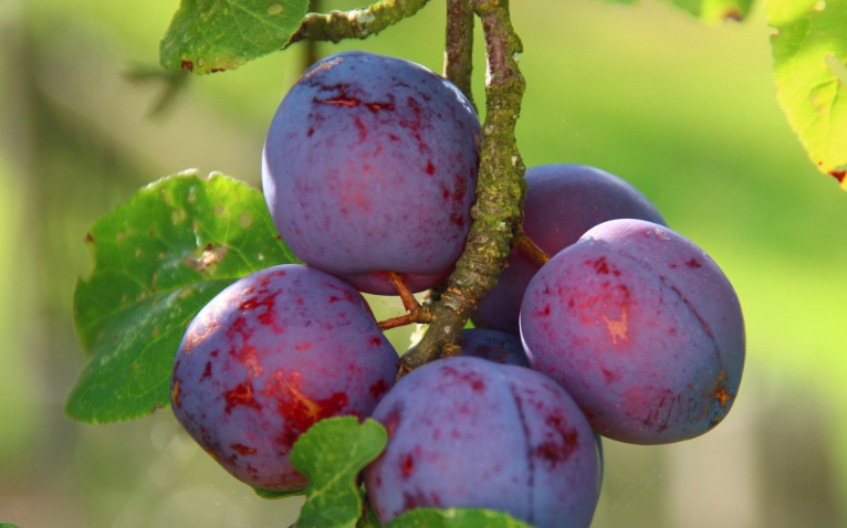 西梅水果的功效與作用 西梅水果的營養(yǎng)價(jià)值