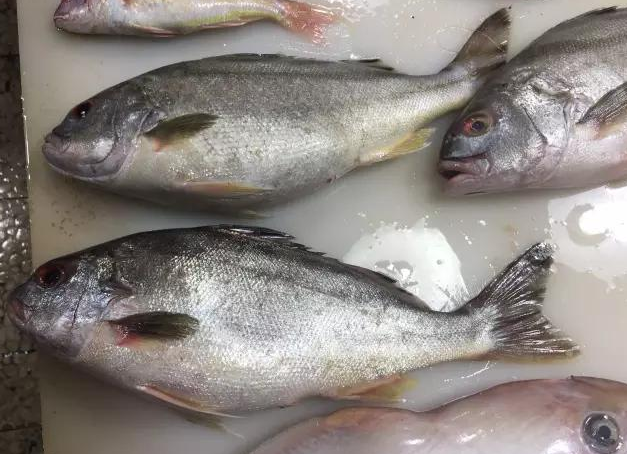 石九公魚(yú)的功效與作用 石九公魚(yú)多少錢一斤