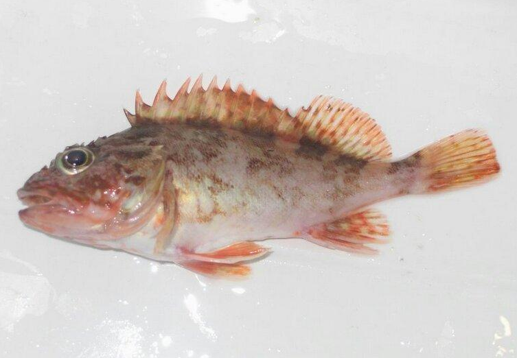 石九公魚(yú)的功效與作用 石九公魚(yú)多少錢一斤