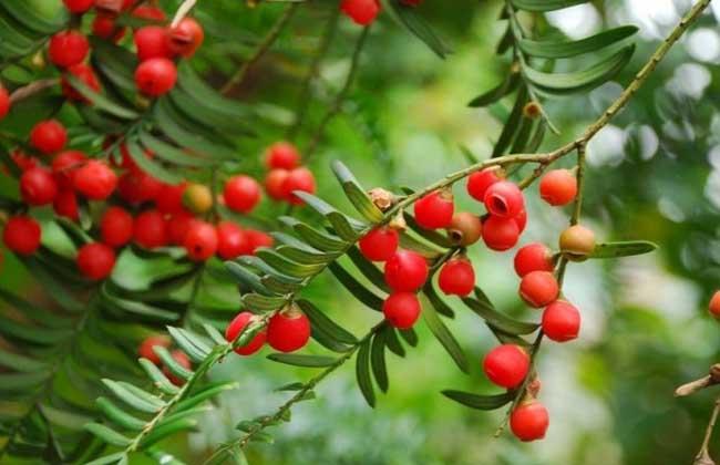 紅豆杉根泡酒的功效 紅豆杉根酒的功效與作用及食用方法 紅豆杉根泡酒的功效 紅豆杉根酒的功效與作用及食用方法