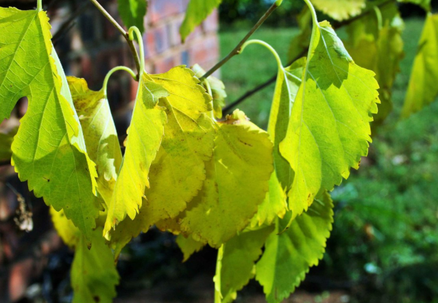 喝桑葉水的功效和作用 喝桑葉水有什么好處和壞處 喝桑葉水的功效和作用 喝桑葉水有什么好處和壞處