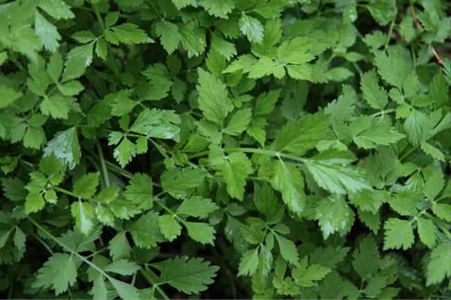 水芹菜的功效與作用 水芹菜的副作用 水芹菜的功效與作用 水芹菜的副作用