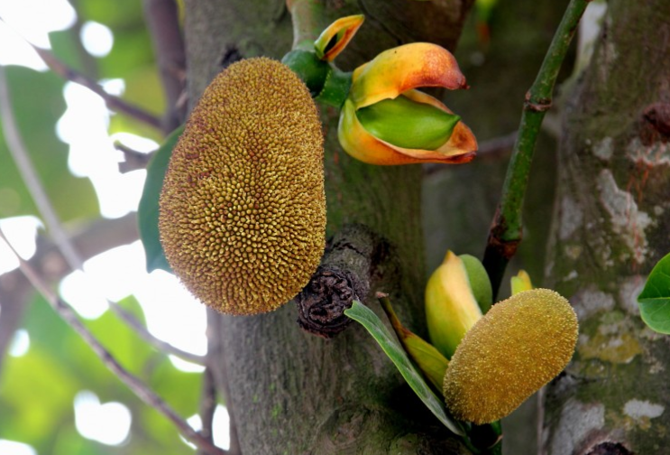 菠蘿蜜籽的功效與營養(yǎng)價值 菠蘿蜜籽有什么營養(yǎng) 菠蘿蜜籽的功效與營養(yǎng)價值 菠蘿蜜籽有什么營養(yǎng)