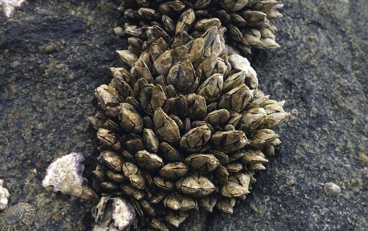 佛手螺多少錢一斤 佛手螺最多的產地是哪里