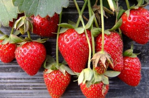 吃草莓會上火嗎 吃草莓上火怎么回事 吃草莓會上火嗎 吃草莓上火怎么回事