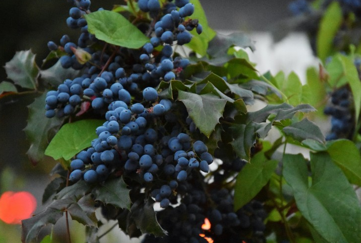 樹(shù)葡萄苗多少錢(qián)一斤 樹(shù)葡萄苗適合什么地方種植 樹(shù)葡萄苗多少錢(qián)一斤 樹(shù)葡萄苗適合什么地方種植