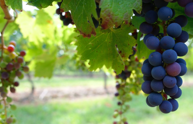 樹(shù)葡萄苗多少錢(qián)一斤 樹(shù)葡萄苗適合什么地方種植 樹(shù)葡萄苗多少錢(qián)一斤 樹(shù)葡萄苗適合什么地方種植