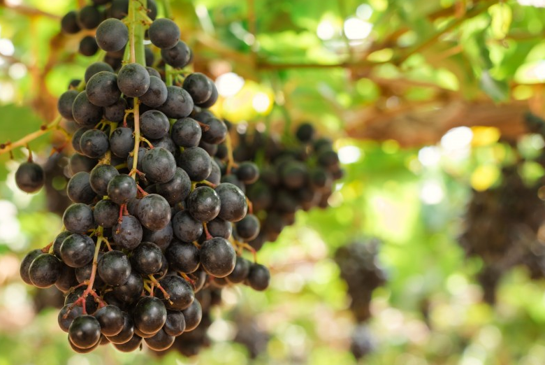 樹(shù)葡萄苗多少錢(qián)一斤 樹(shù)葡萄苗適合什么地方種植 樹(shù)葡萄苗多少錢(qián)一斤 樹(shù)葡萄苗適合什么地方種植