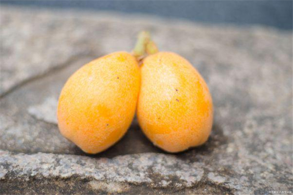 枇杷變黑了怎么回事 枇杷怎樣保鮮時間長