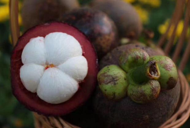 山竹殼太硬打不開是因?yàn)槭裁?山竹殼太硬是壞了嗎 山竹殼太硬打不開是因?yàn)槭裁?山竹殼太硬是壞了嗎