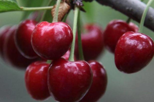 櫻桃的保存方法 櫻桃可以放在冰箱里面冷藏嗎 櫻桃的保存方法 櫻桃可以放在冰箱里面冷藏嗎