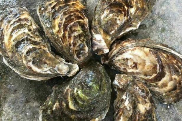 生蠔什么季節(jié)最肥最好吃 生蠔什么時間段吃最佳