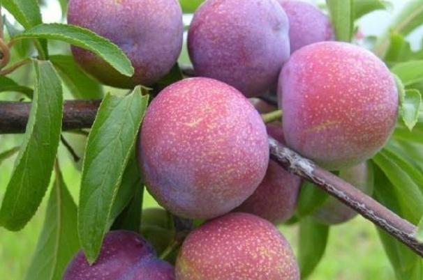 李子是什么季節(jié)水果 李子什么時候成熟 李子是什么季節(jié)水果 李子什么時候成熟