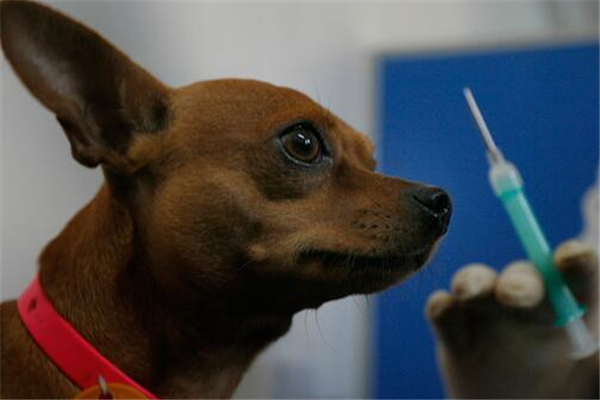 狗不打狂犬疫苗可以嗎 狗為什么要打狂犬疫苗 狗不打狂犬疫苗可以嗎 狗為什么要打狂犬疫苗