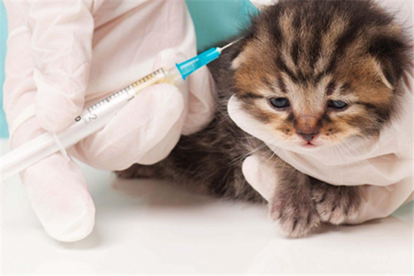 貓用打狂犬疫苗嗎 被貓抓出血了怎么處理 貓用打狂犬疫苗嗎 被貓抓出血了怎么處理