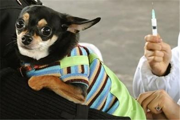 狗不打狂犬疫苗可以嗎 狗為什么要打狂犬疫苗 狗不打狂犬疫苗可以嗎 狗為什么要打狂犬疫苗