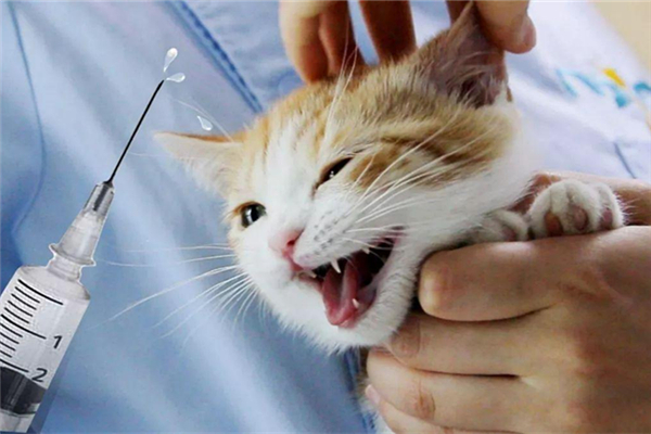貓用打狂犬疫苗嗎 被貓抓出血了怎么處理 貓用打狂犬疫苗嗎 被貓抓出血了怎么處理