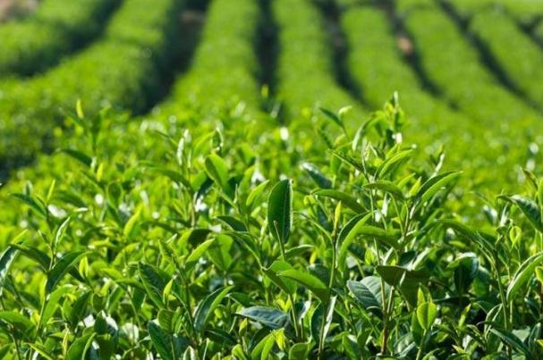 茶葉有哪些種類 茶葉什么時候喝最好