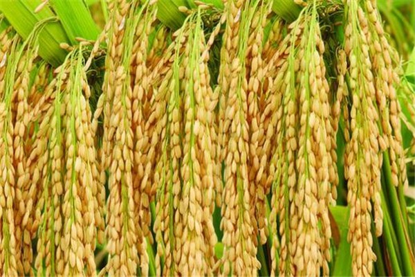 袁隆平超級雜交水稻移栽沖擊世界紀(jì)錄 雜交水稻原理