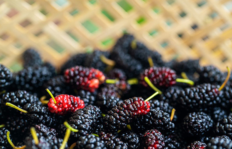 桑葚酒男人喝了壯陽(yáng)嗎 桑葚酒能提高性功能嗎