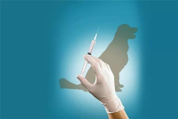 狂犬病發(fā)病癥狀 狂犬病發(fā)病還有救嗎 狂犬病發(fā)病癥狀 狂犬病發(fā)病還有救嗎