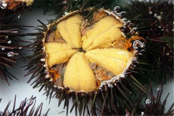 海膽生吃好還是熟吃好 海膽生吃有寄生蟲(chóng)嗎