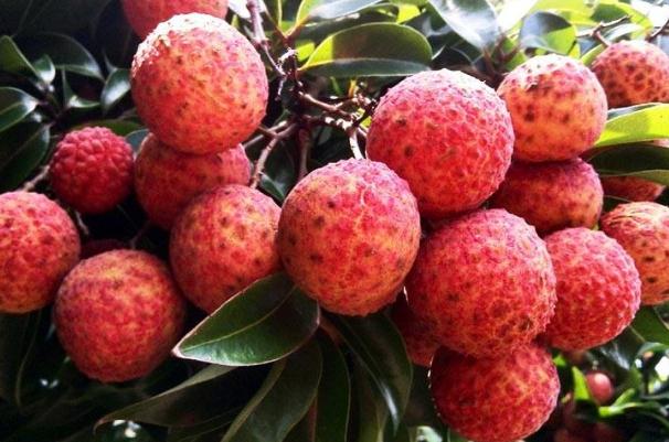 荔枝有多少品種 荔枝什么品種比較好吃 荔枝有多少品種 荔枝什么品種比較好吃