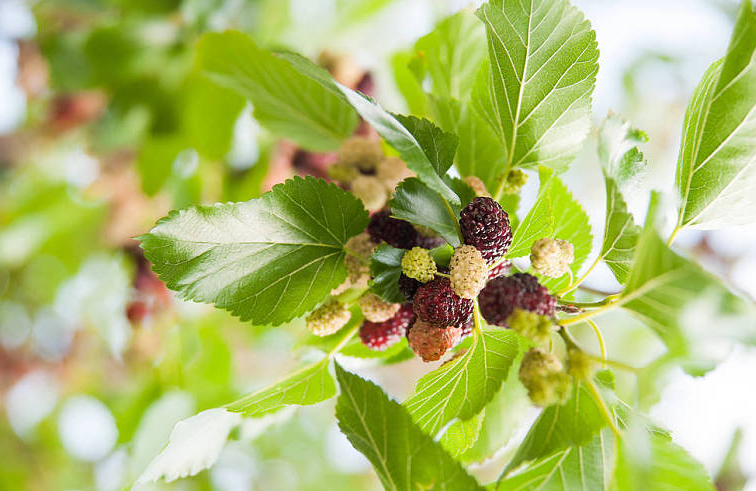 桑葚子有什么營養(yǎng)價值 桑葚子怎么清洗才干凈 桑葚子有什么營養(yǎng)價值 桑葚子怎么清洗才干凈