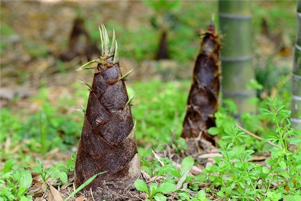 宿舍水泥地裂縫長(zhǎng)4米高竹筍 竹筍生長(zhǎng)環(huán)境 宿舍水泥地裂縫長(zhǎng)4米高竹筍 竹筍生長(zhǎng)環(huán)境