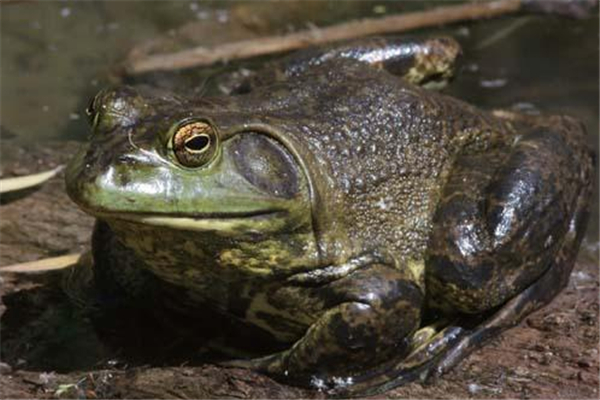 牛蛙什么季節(jié)吃最好 牛蛙怎么挑選 牛蛙什么季節(jié)吃最好 牛蛙怎么挑選