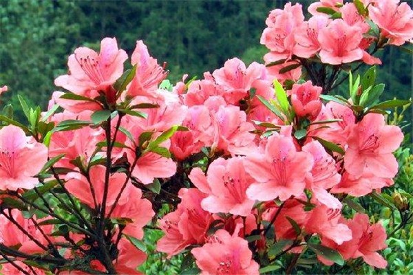 五一全國(guó)賞花地圖 五一去哪賞花好