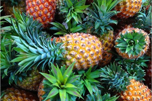 鳳梨和菠蘿有什么區(qū)別 鳳梨和菠蘿哪個(gè)好吃 鳳梨和菠蘿有什么區(qū)別 鳳梨和菠蘿哪個(gè)好吃