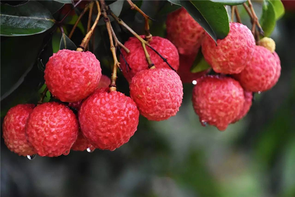 荔枝為什么放冰上 荔枝怎么保鮮時間長 荔枝為什么放冰上 荔枝怎么保鮮時間長