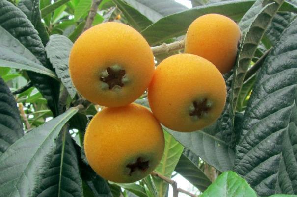 枇杷能煮熟吃嗎 枇杷生吃和熟吃哪個(gè)效果好 枇杷能煮熟吃嗎 枇杷生吃和熟吃哪個(gè)效果好