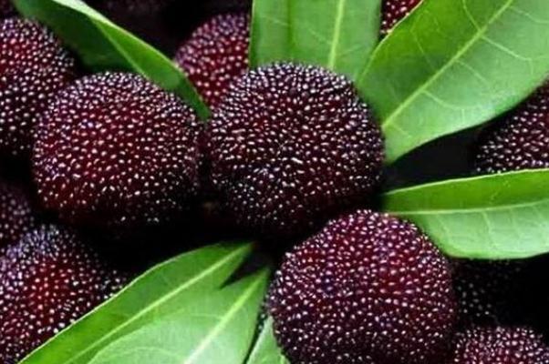 楊梅要泡多久鹽水 楊梅為什么要用鹽水泡一下 楊梅要泡多久鹽水 楊梅為什么要用鹽水泡一下