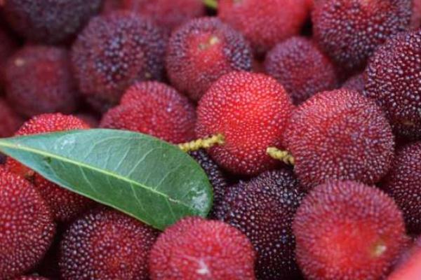 楊梅要泡多久鹽水 楊梅為什么要用鹽水泡一下 楊梅要泡多久鹽水 楊梅為什么要用鹽水泡一下