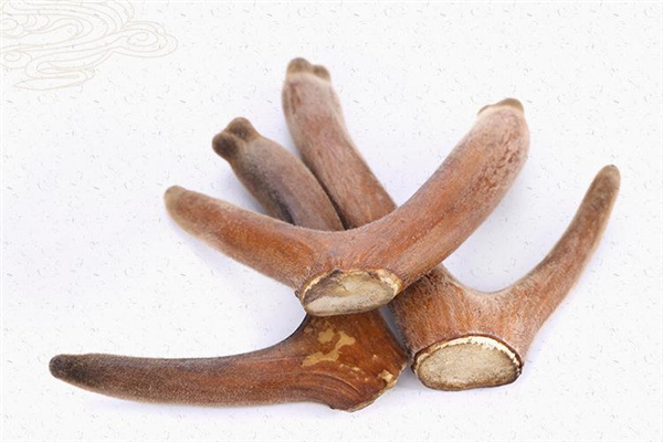 鹿茸怎么吃效果最好 鹿茸怎么吃不上火 鹿茸怎么吃效果最好 鹿茸怎么吃不上火