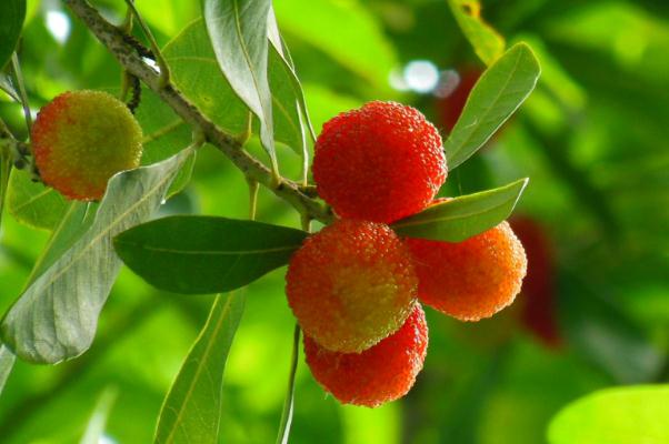 楊梅要泡多久鹽水 楊梅為什么要用鹽水泡一下 楊梅要泡多久鹽水 楊梅為什么要用鹽水泡一下