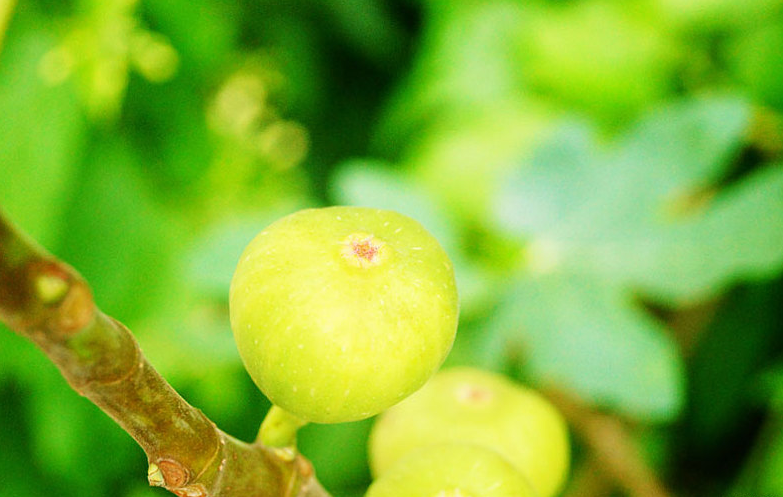 5種人不能吃無(wú)花果 孕婦能不能吃無(wú)花果